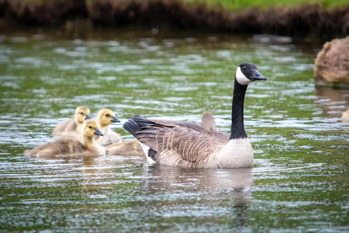 Mother goose watches over her goslings.