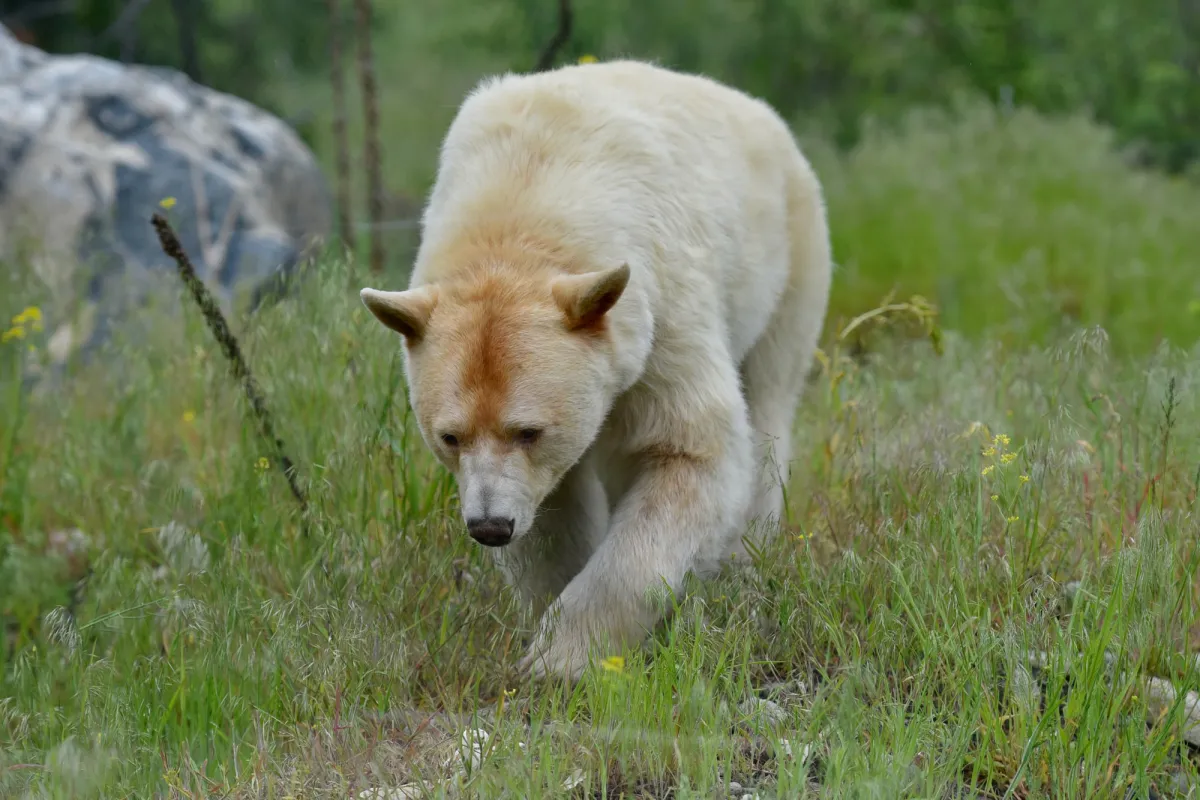 Kermode (spirit) bear by Margaret Strickland - unsplash stock photo