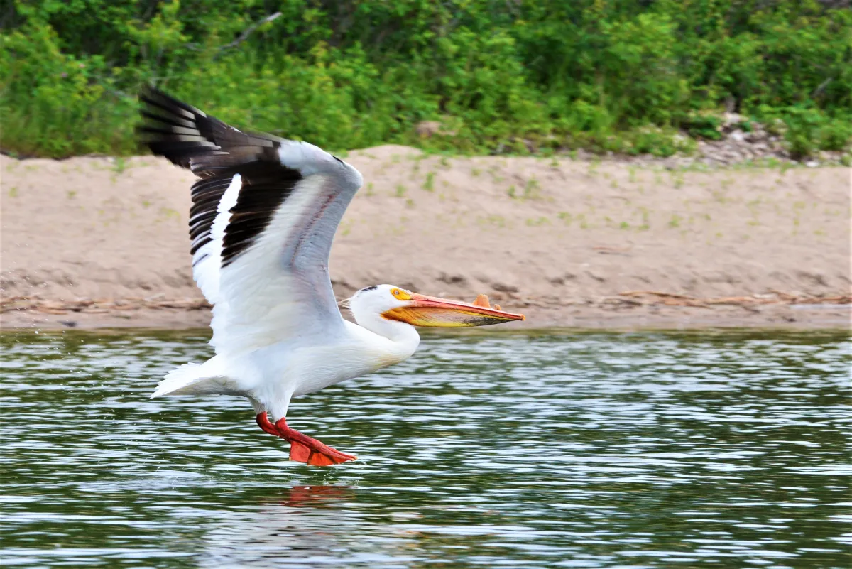 Pelican in Lac La Biche