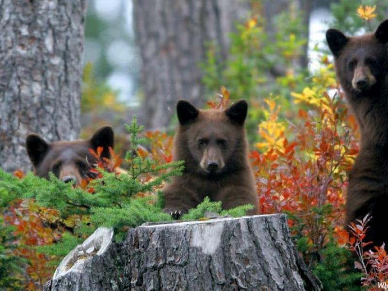 Bears In Spring Forget what you thought you knew about bear hibernation | ZenSeekers