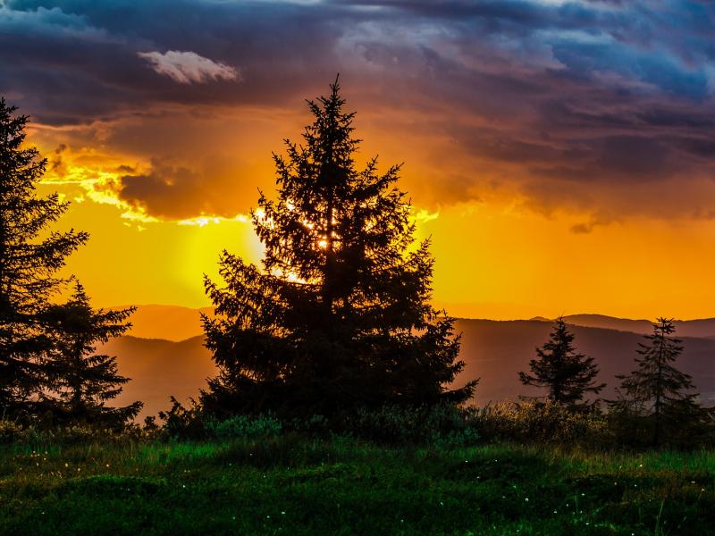 Tell the difference between pine, spruce and fir ZenSeekers