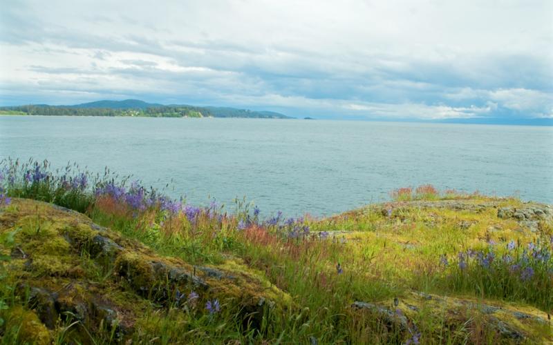 Wildflowers in Sooke