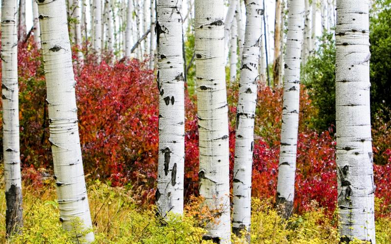 Tell the difference between pine, spruce and fir ZenSeekers