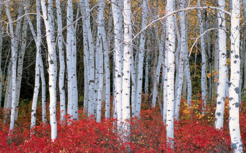 Tell the difference between pine, spruce and fir ZenSeekers