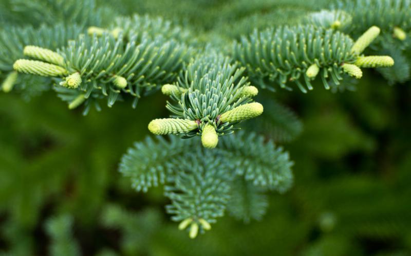 Tell the difference between pine, spruce and fir ZenSeekers