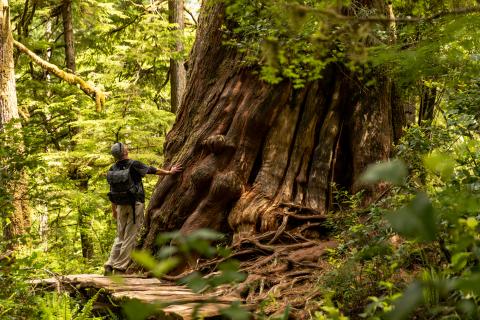 Old growth tree on Meares Island, Tla-o-qui-aht Tribal Parks