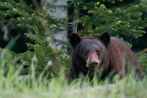 Bear in forest near Whistler, B.C.