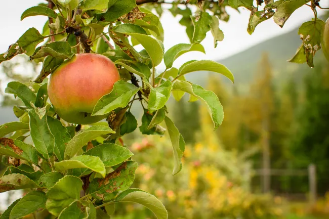 Apple orchard Burton City Cider Burton BC Rebecca Bollwit