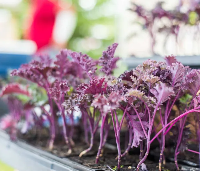 Cochrane Summer Market