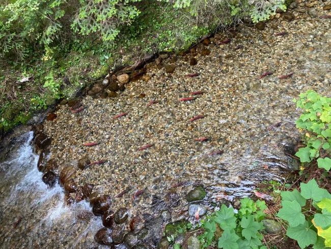 Salmon swimming up Kokanee Creek