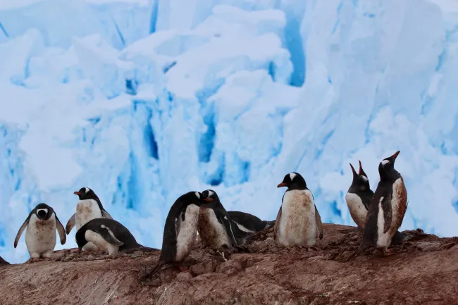 Penguins on Glacier Antarctica