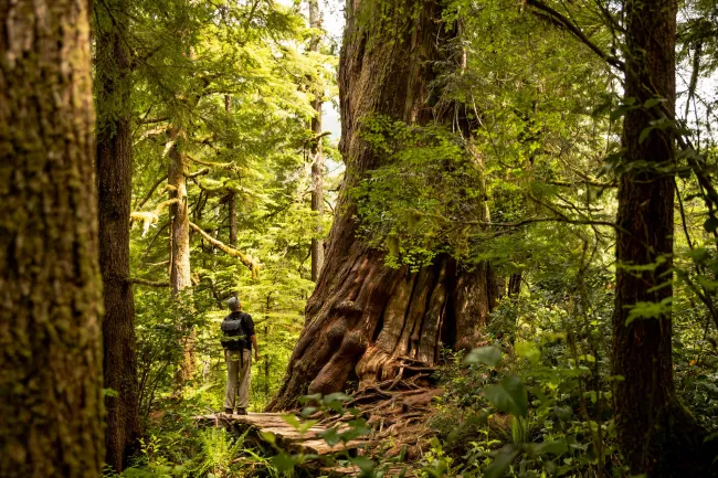 BIg Tree Trail Meares Island BC Kyler Vos