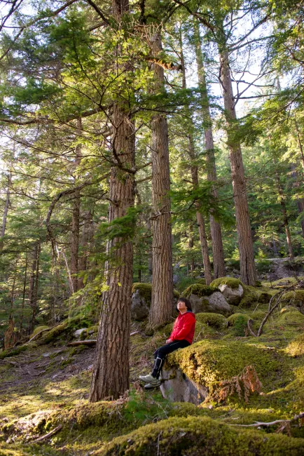 Forest in Slocan Valley BC