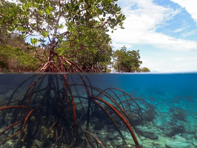 mangrove swamp roots below the waterline