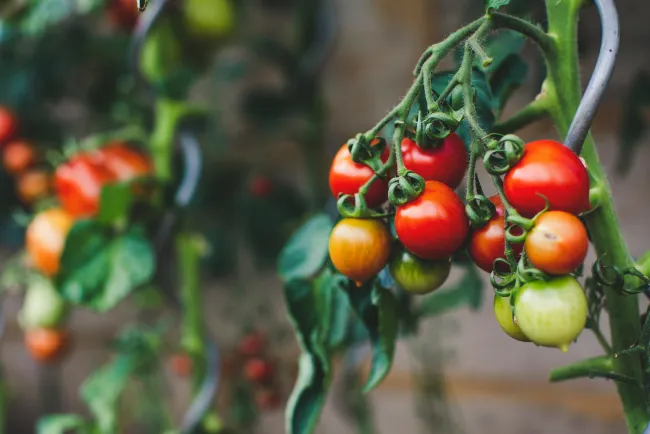Tomatoes on vine