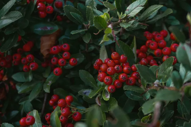 ripe buffaloberries on a bush