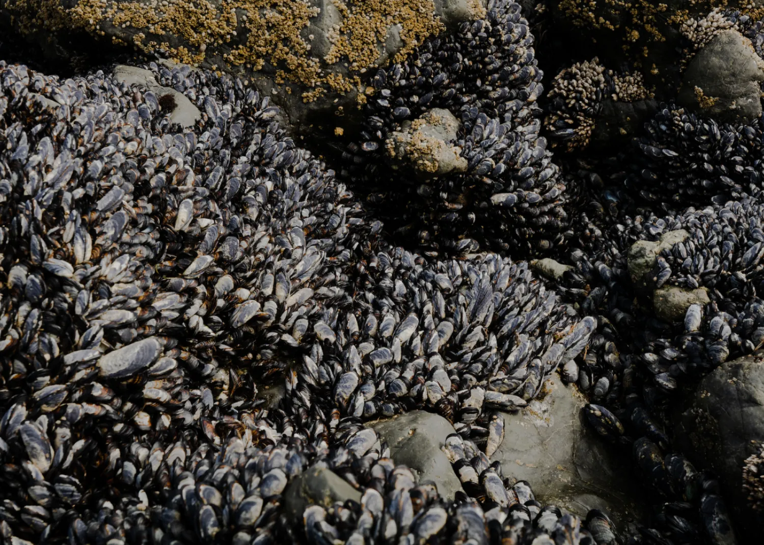 More sea life near Tofino BC