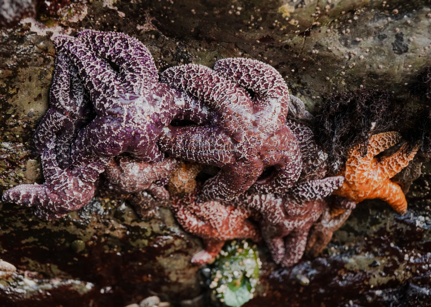 Sensitive tidal region near Tofino BC