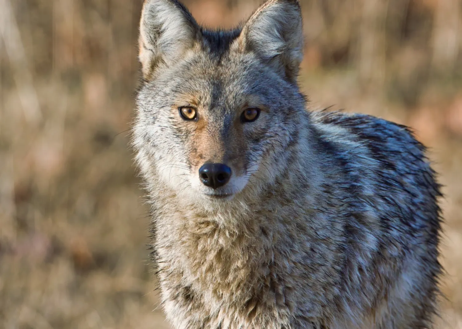 Coyote standing in a field