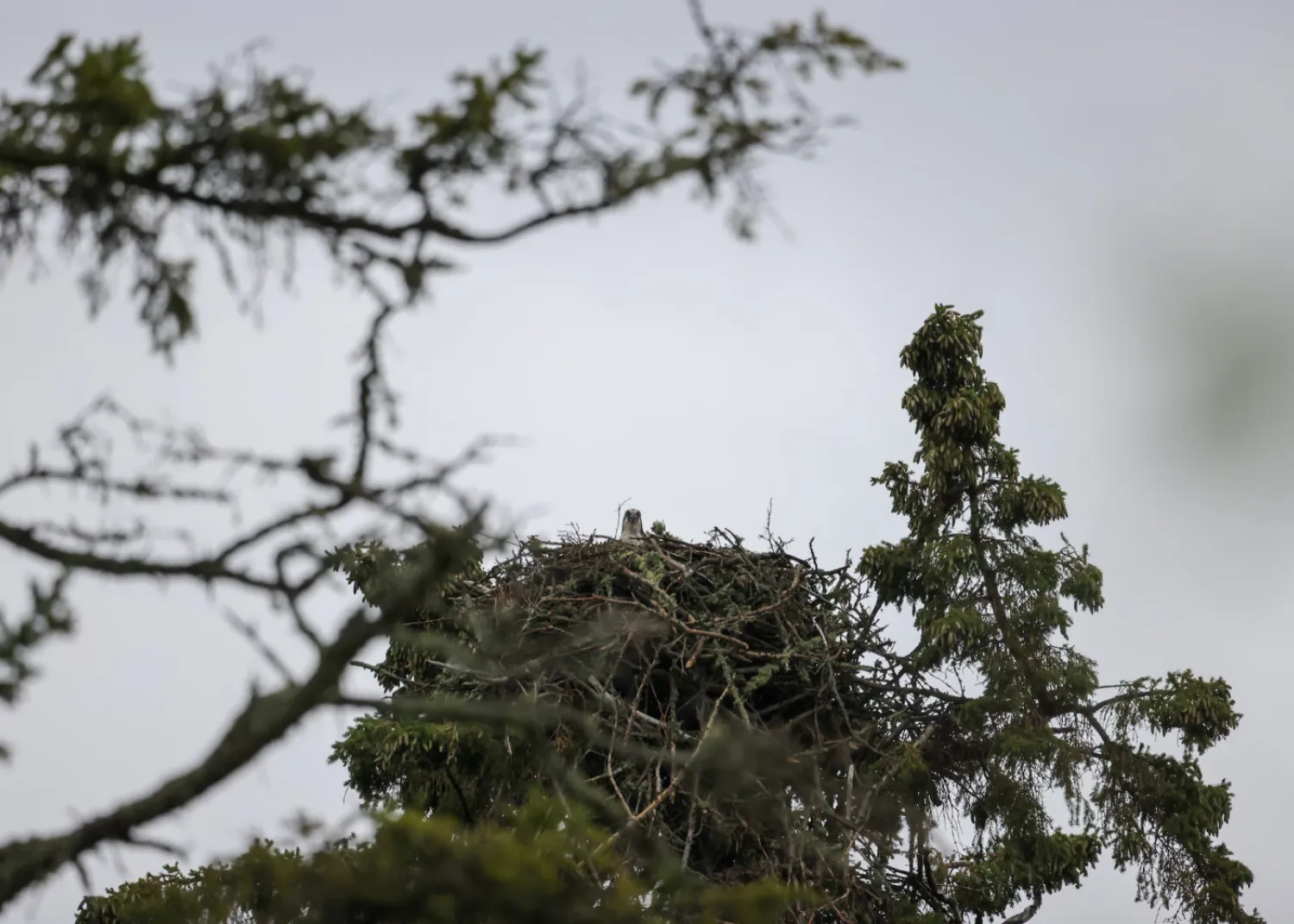 Osprey nest in Sir Winston Churchill Provincial Park. / Paul Lavoie Osprey nest Sir Winston Churchill Provincial Park Lac La BIche Alberta Paul Lavoie