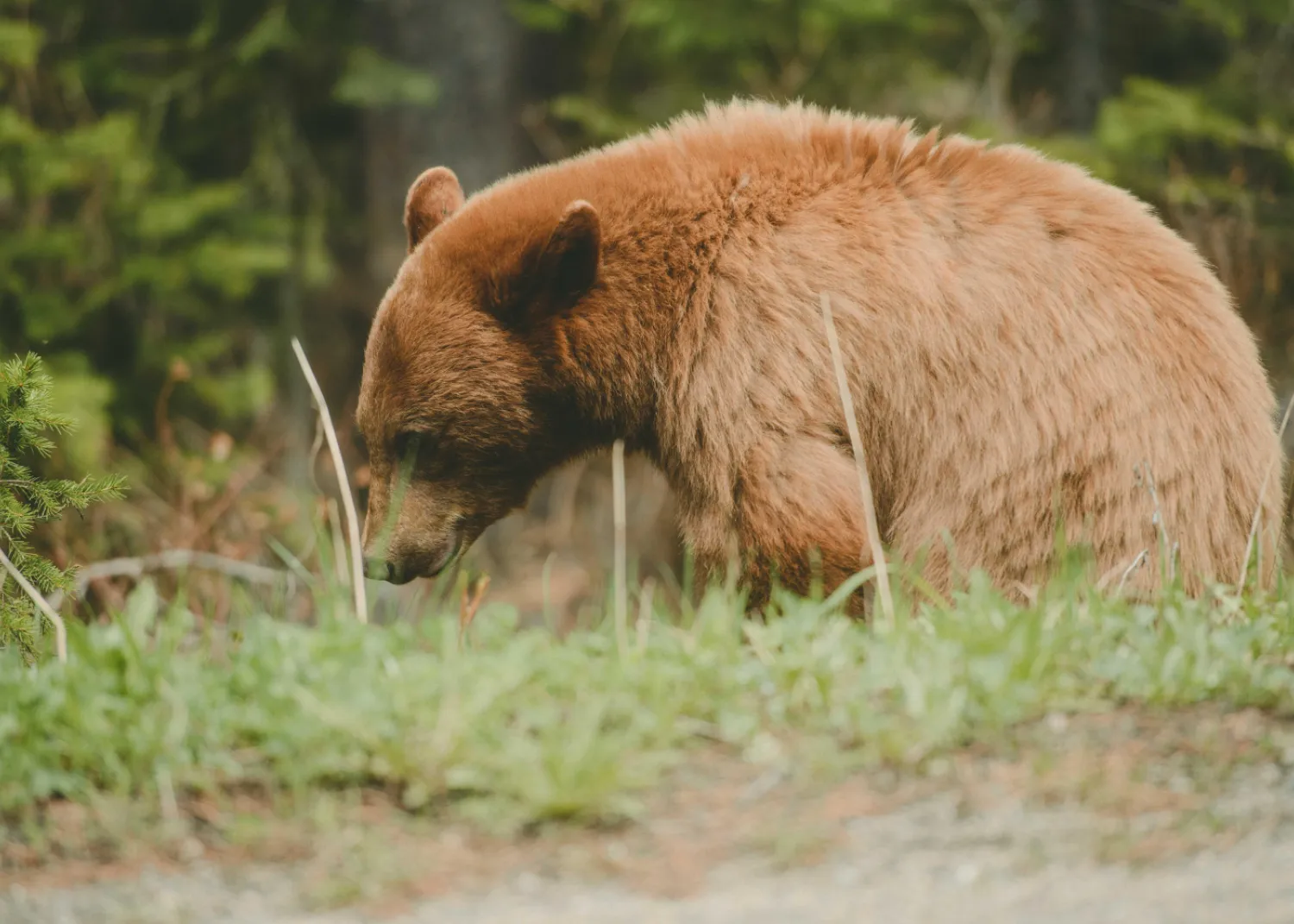 Longer ears, no hump - yep, this one is a black bear, despite its brown colouring. Black Bear grazing in meadow