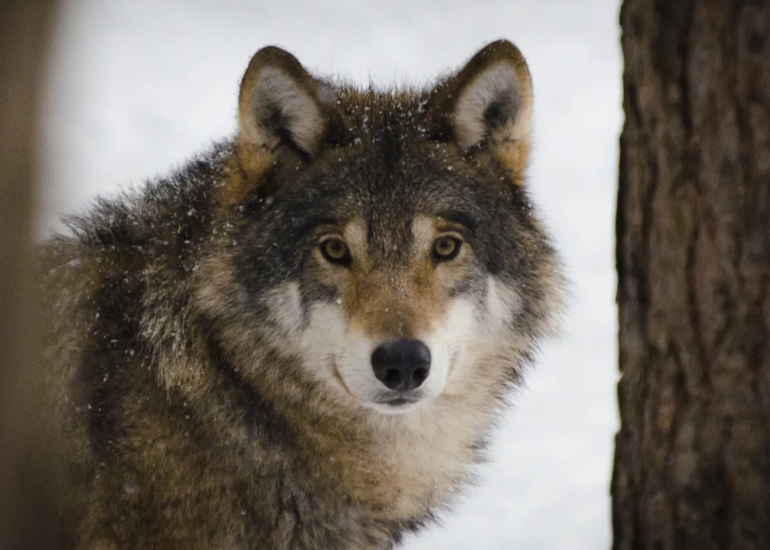 Wolf looking between two trees