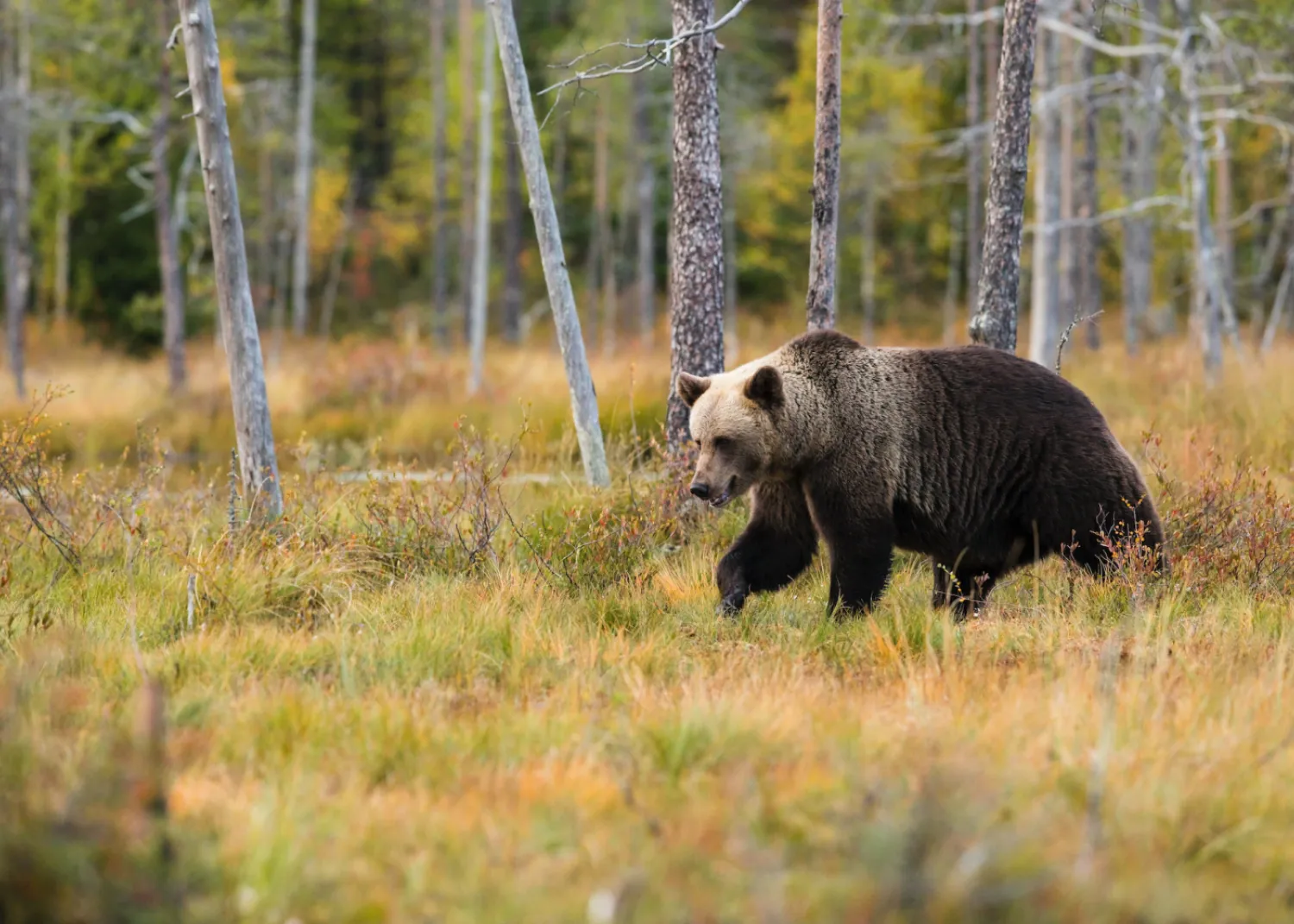 Big shoulder hump, short, round ears: here we have a grizzly. Grizzly bear in meadow