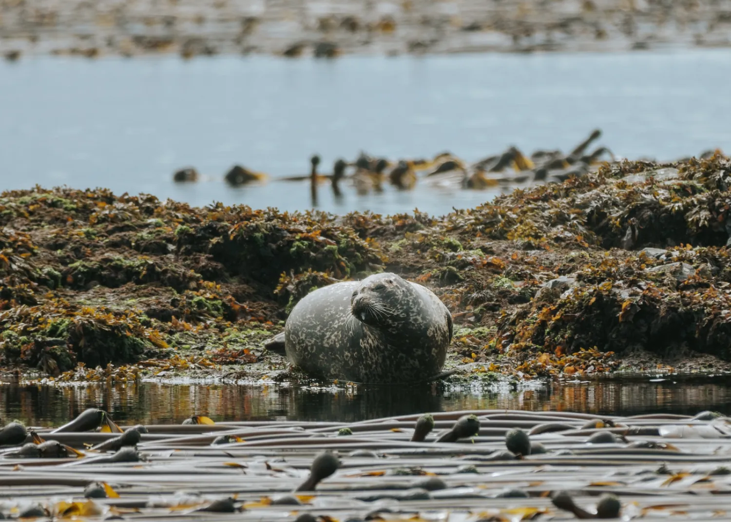 Sea lion Seasmoke Adventures whale watching tours