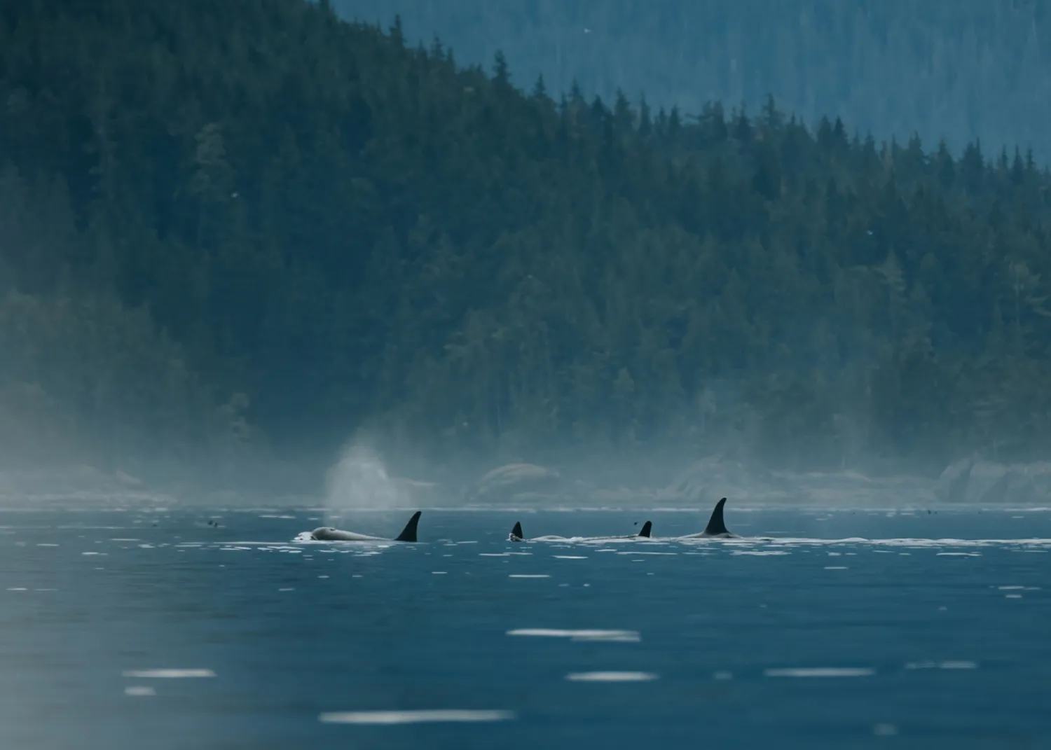 ORcas Seasmoke Adventures whale watching tours