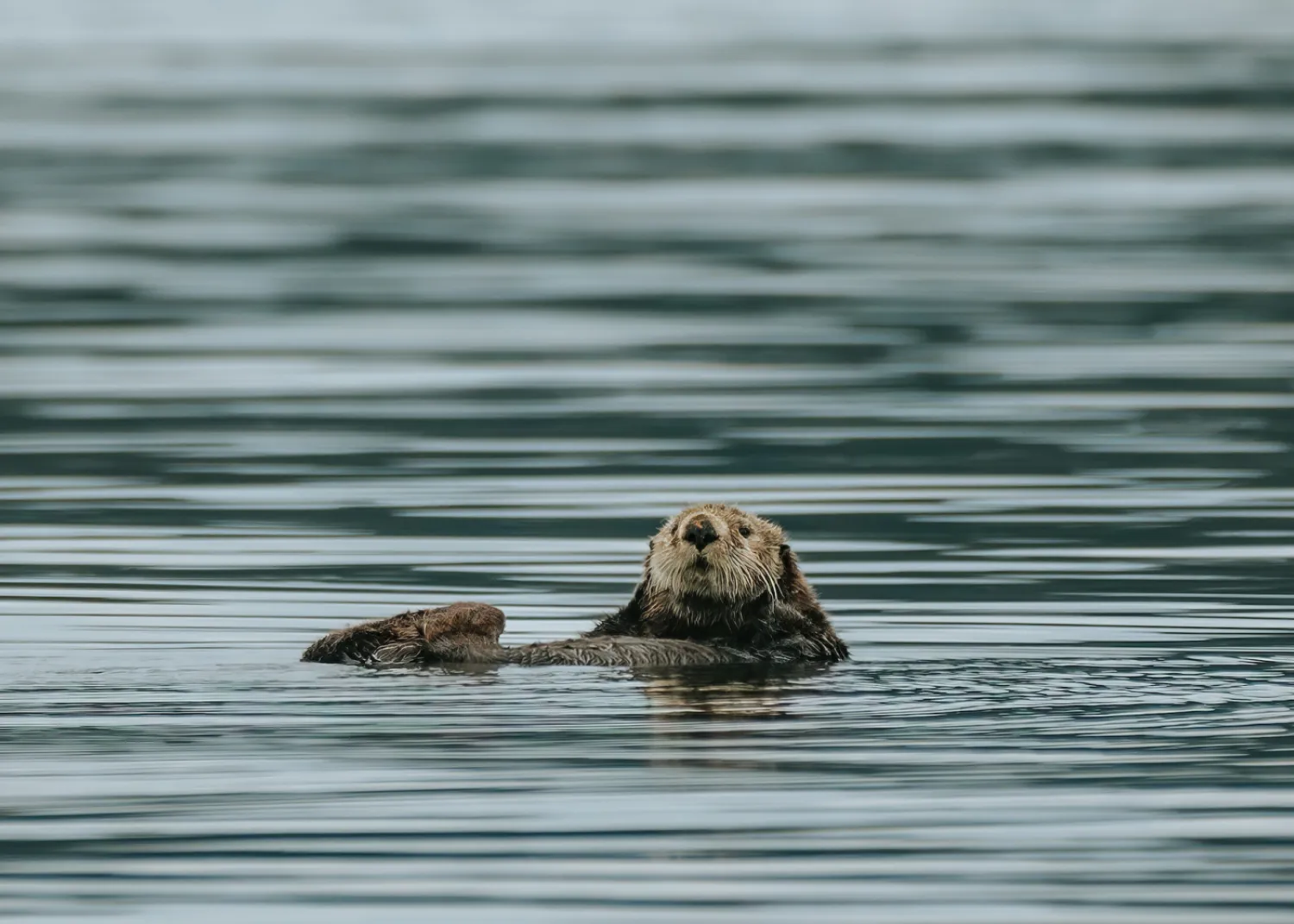 Sea otter Seasmoke Adventures whale watching tours