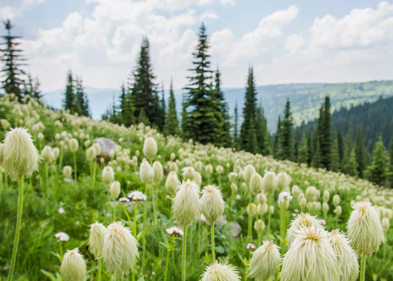 Western Anemone (Anemone occidentalis)