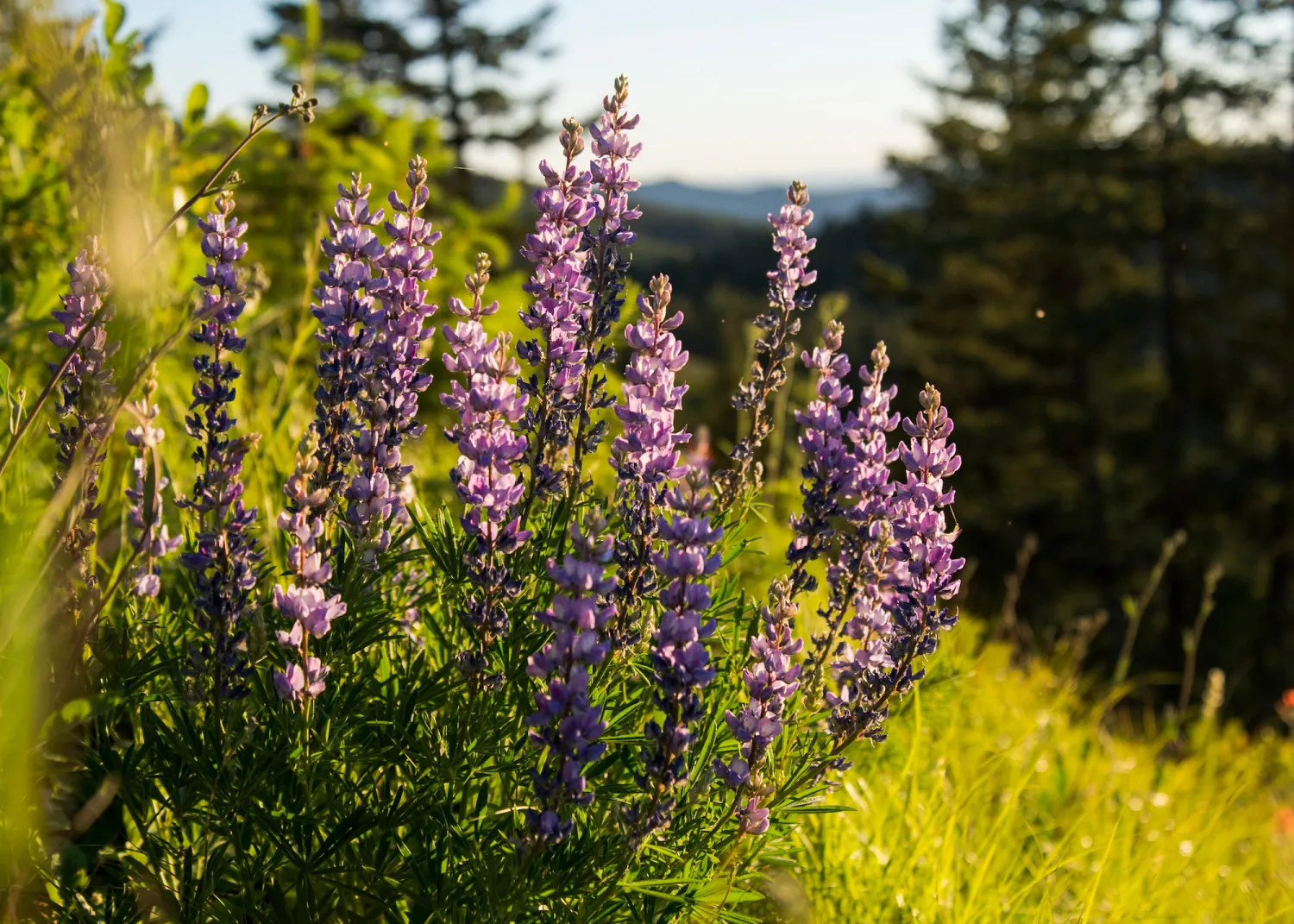 Lupins