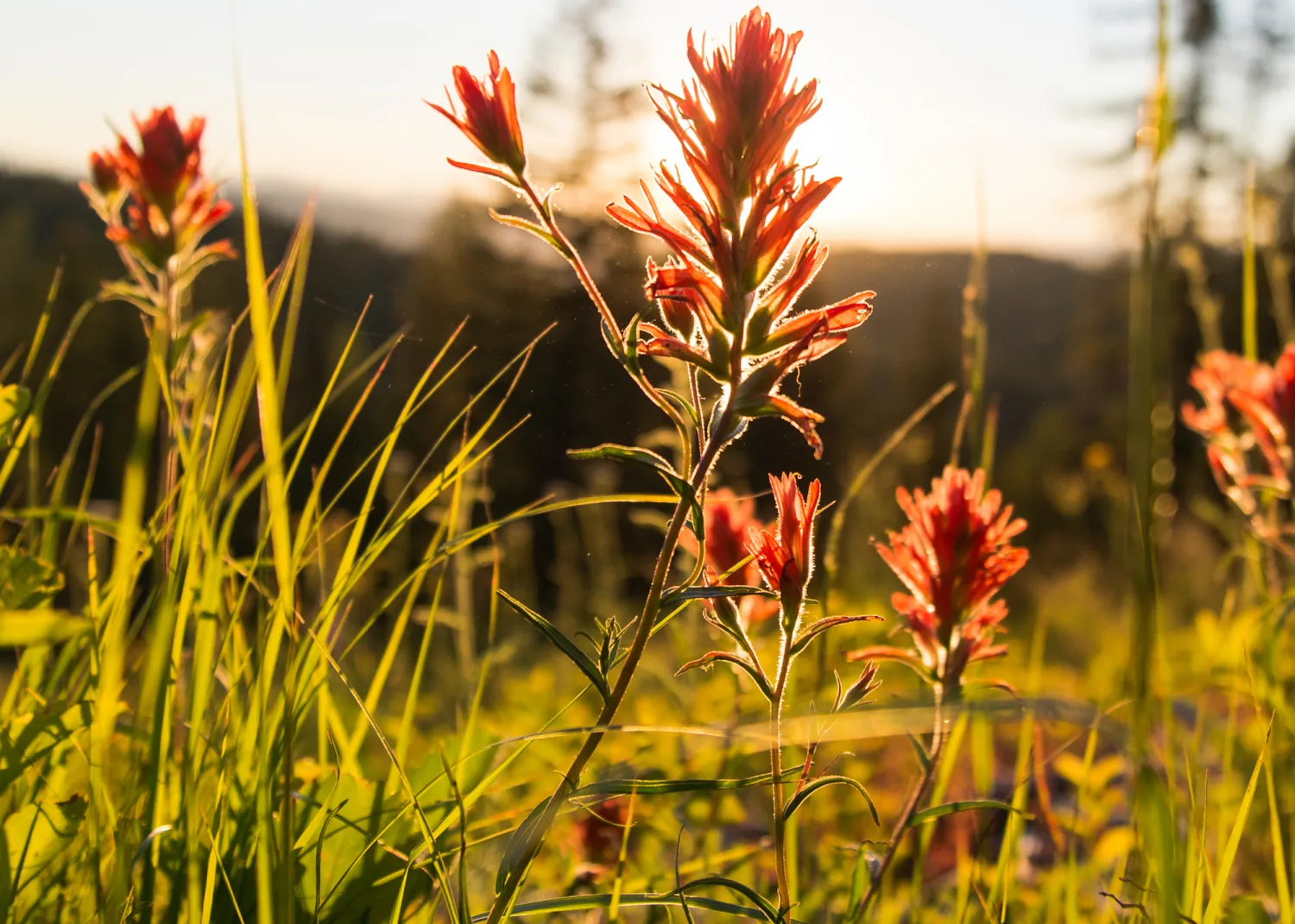 Common Red Indian Paintbrush (Castilleja coccinea)